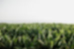 D&N Wedding- Licandro Weddings - Boda en Tenerife -Wedding in Tenerife - Tenerife Wedding
