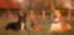zuma and friends_edited.jpg