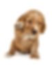 sharon pup pic.jpg