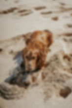 pexels-yuma-kim-2134570-3874705.jpg