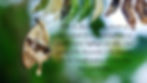 chrysalide 4_edited.jpg