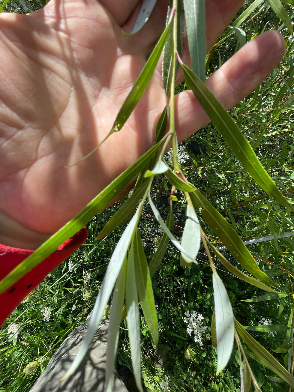 Thumbnail: Austree Hybrid Willow Live Stakes