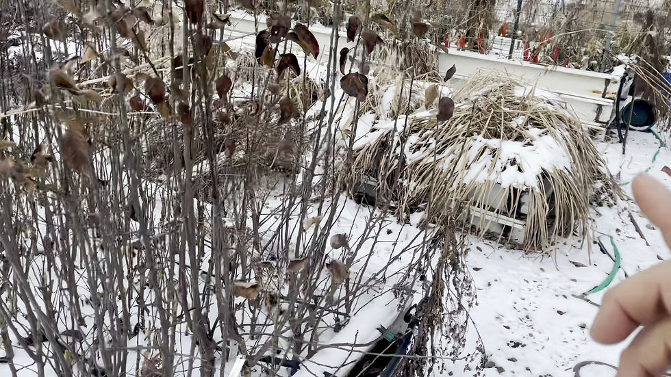 Thumbnail: Austree Hybrid Willow Live Stakes
