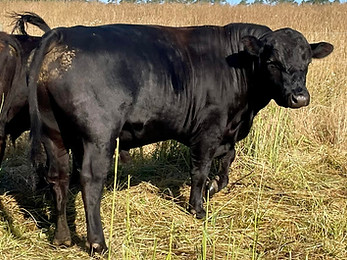 bull.jpg