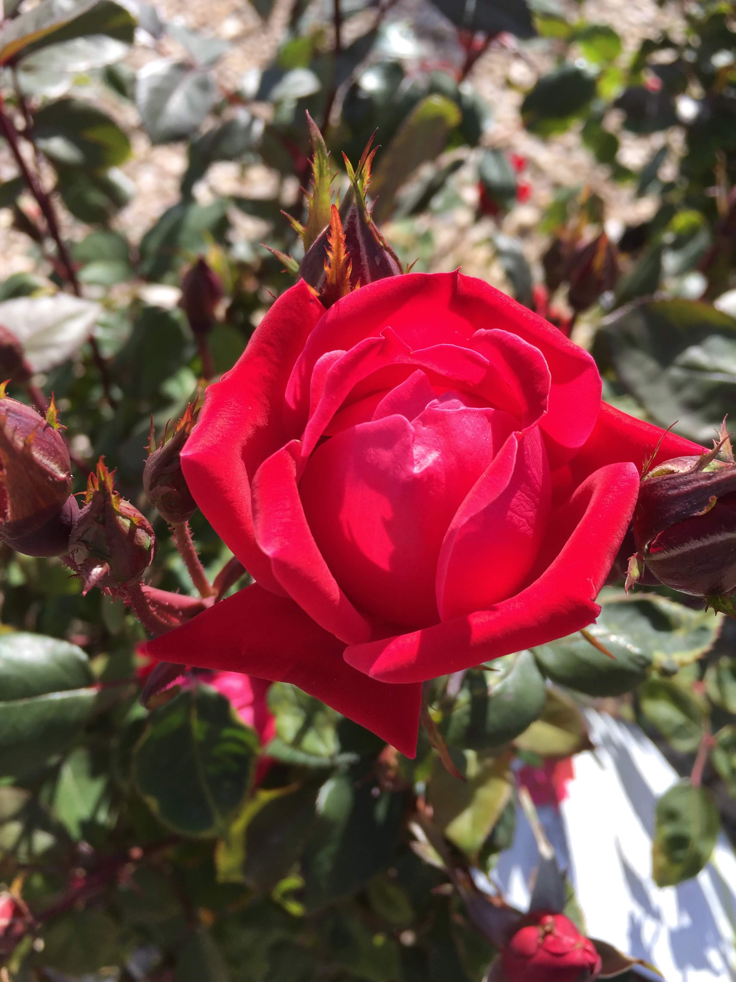 Double Knock Out Rose- Flowering shrub_