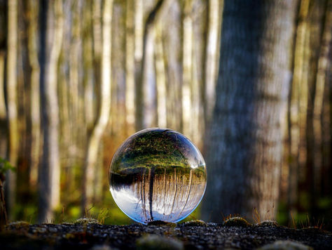Une sphère de verre où se reflète la forêt