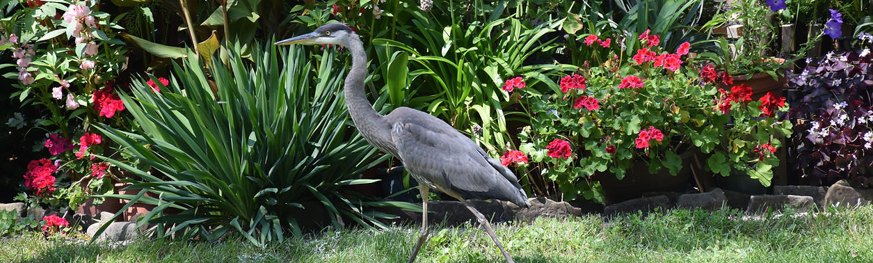 heron copy.jpg