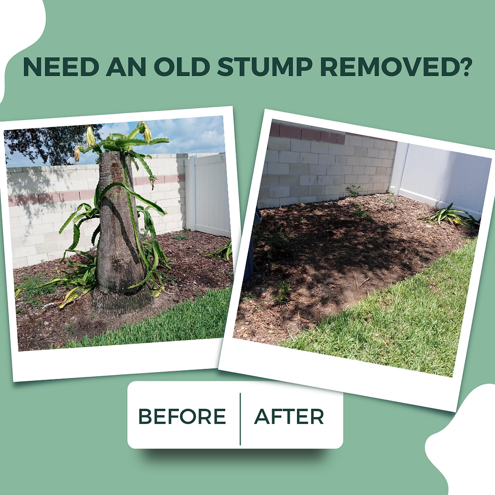before and after stump