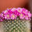 Thumbnail: Cactus Blossom
