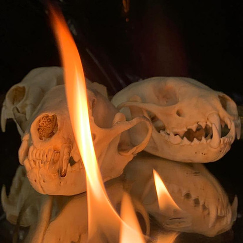 dead things art show history tattoo canada culture tattooing ink classic oddities charity auction