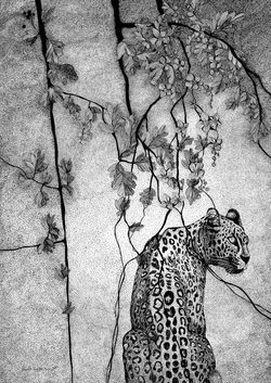 Acinonyx jubatus n°10 tous droits réserv