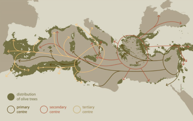 How olive cultivation spread across Europe