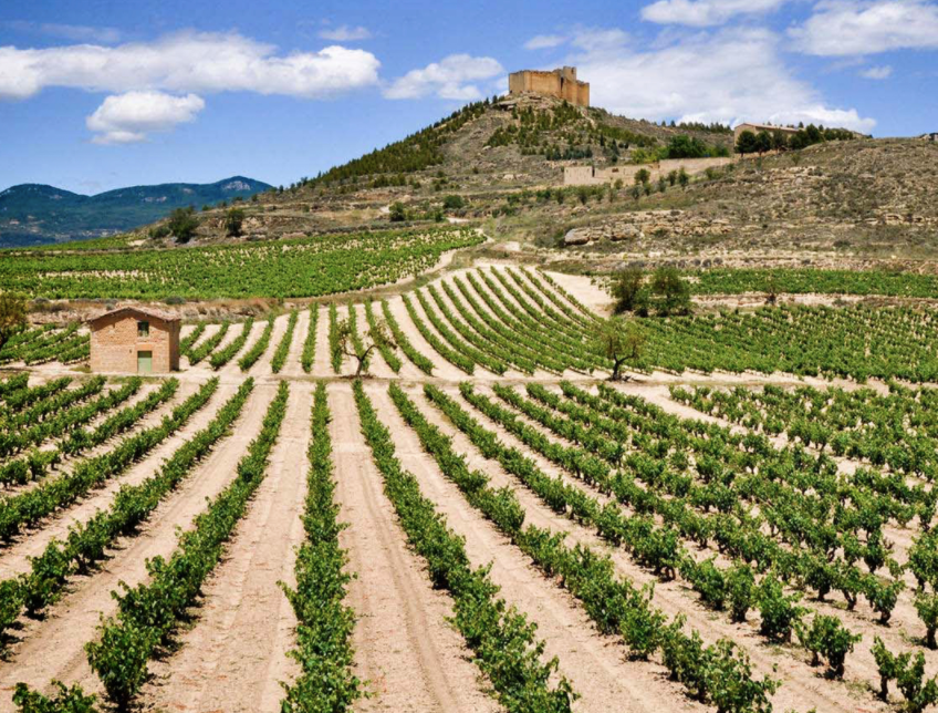 Ribera del Duero vineyards