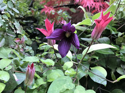 OCT CLEMATIS