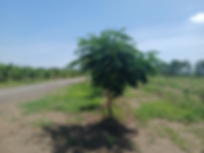 Delonix regia (Flamboyan)