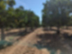 LeGrand Pistachio Farm