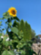 im Sommer