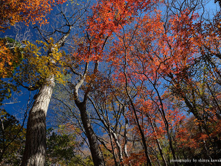 くじゅう佐渡窪へ