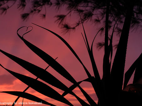 雨音の奄美大島 その2