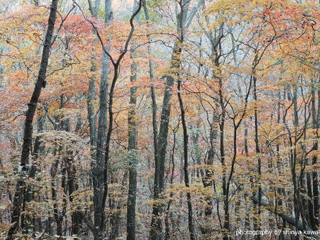 くじゅう暮雨の滝へ