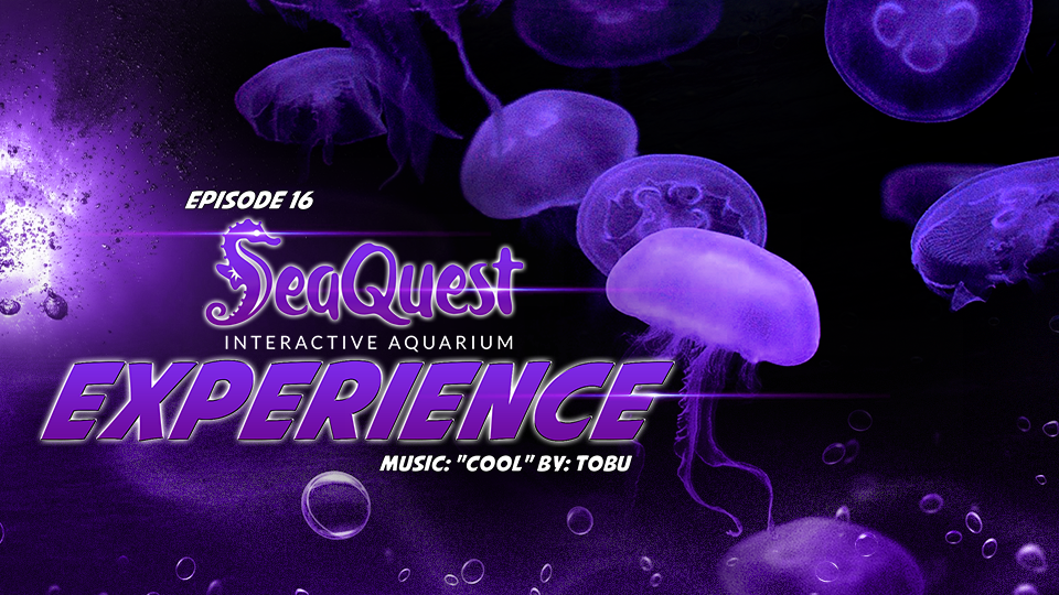 SeaQuest Experience