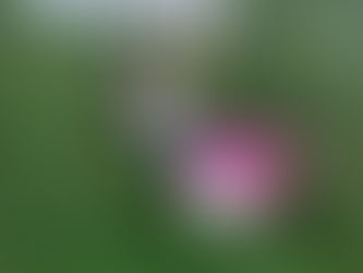 On Tour LIV Golf League