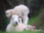 One chilled out Mama at Ripples Retreat jpg (2)