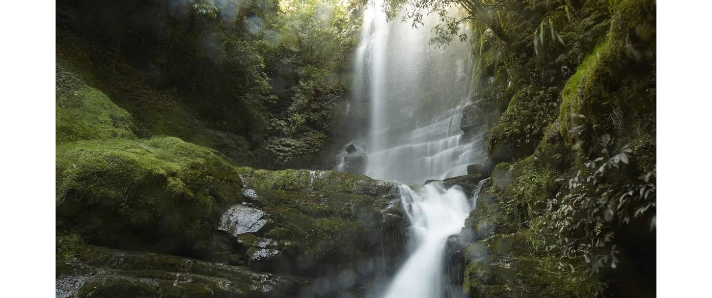 Waitanguru Falls surrounded by native forest near Ripples Retreat and Waitomo, New Zealand.