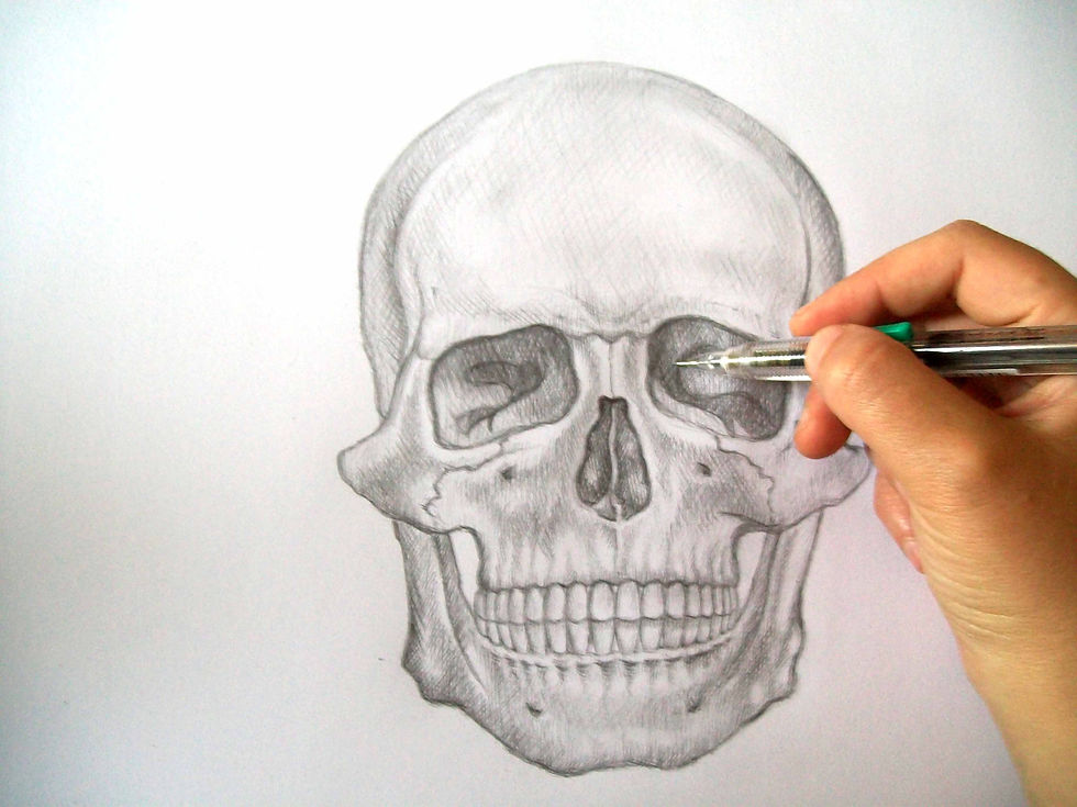 Skull Drawing - Human Anatomy
