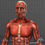 Thumbnail: Collection Rigged - Male and Female Muscular System