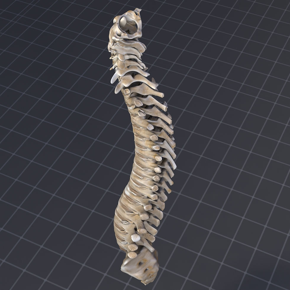 Thumbnail: Spinal Cord Anatomy