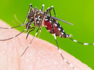 Recomendaciones para evitar dengue por incremento de lluvias.
