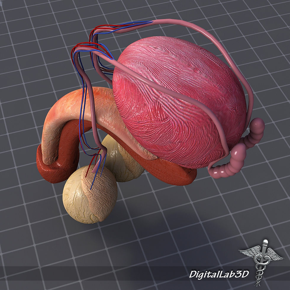 Thumbnail: Male Reproductive