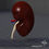 Thumbnail: Human Kidney Anatomy