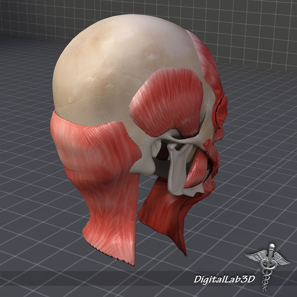 Thumbnail: Human Facial Muscle Structure