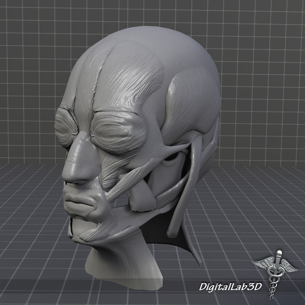 Thumbnail: Human Facial Muscle Structure