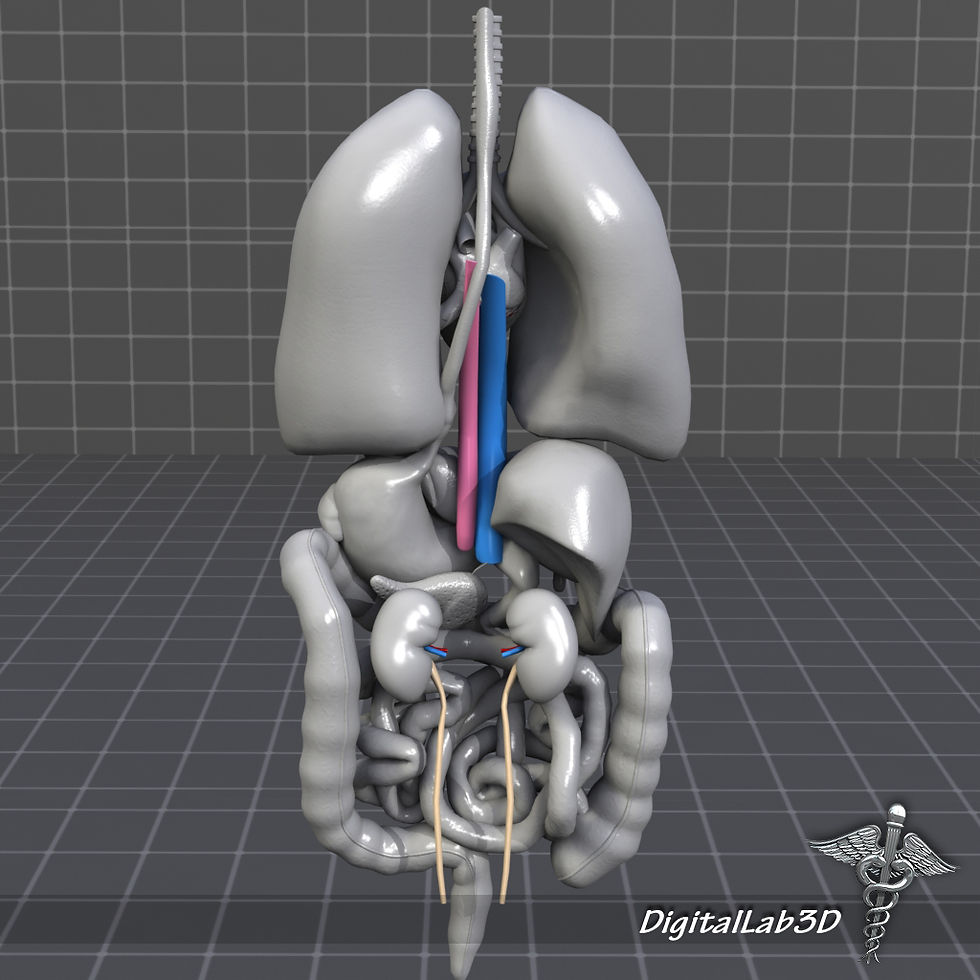 Thumbnail: Human Internal Organs