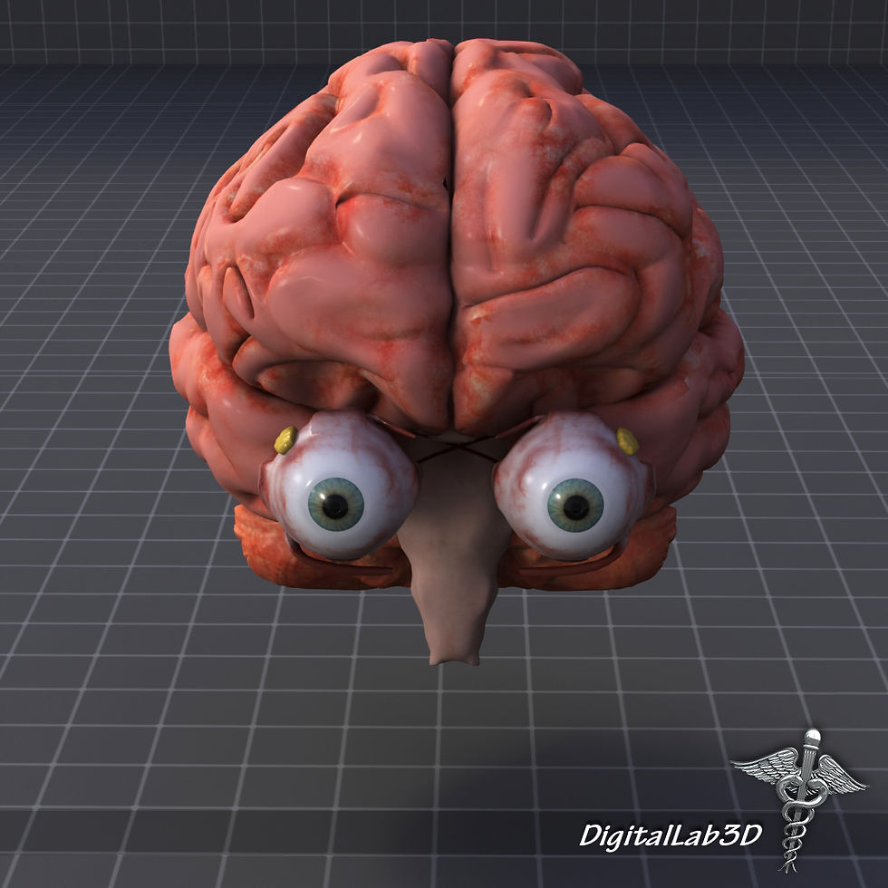 Thumbnail: Human Eye and Brain