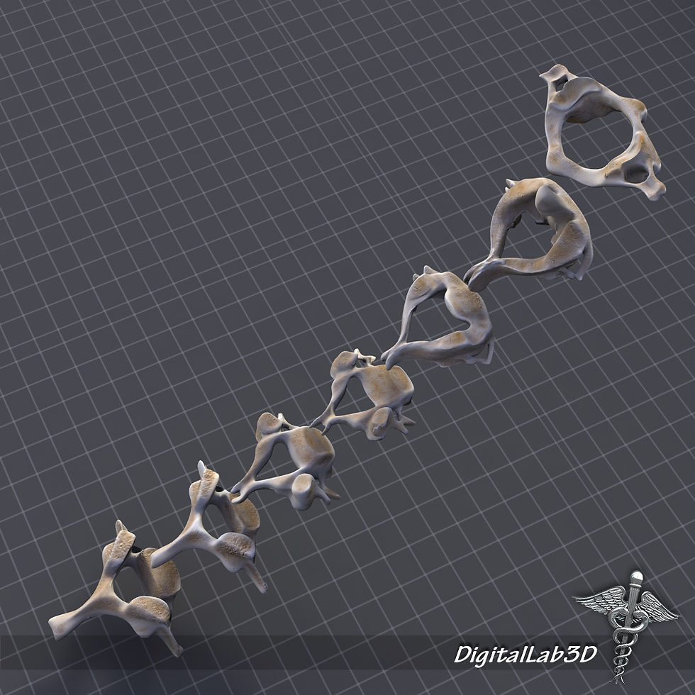 Thumbnail: Cervical Vertebrae