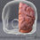 Thumbnail: Human Brain Anatomy