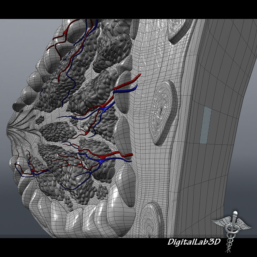 Thumbnail: Female Breast Anatomy