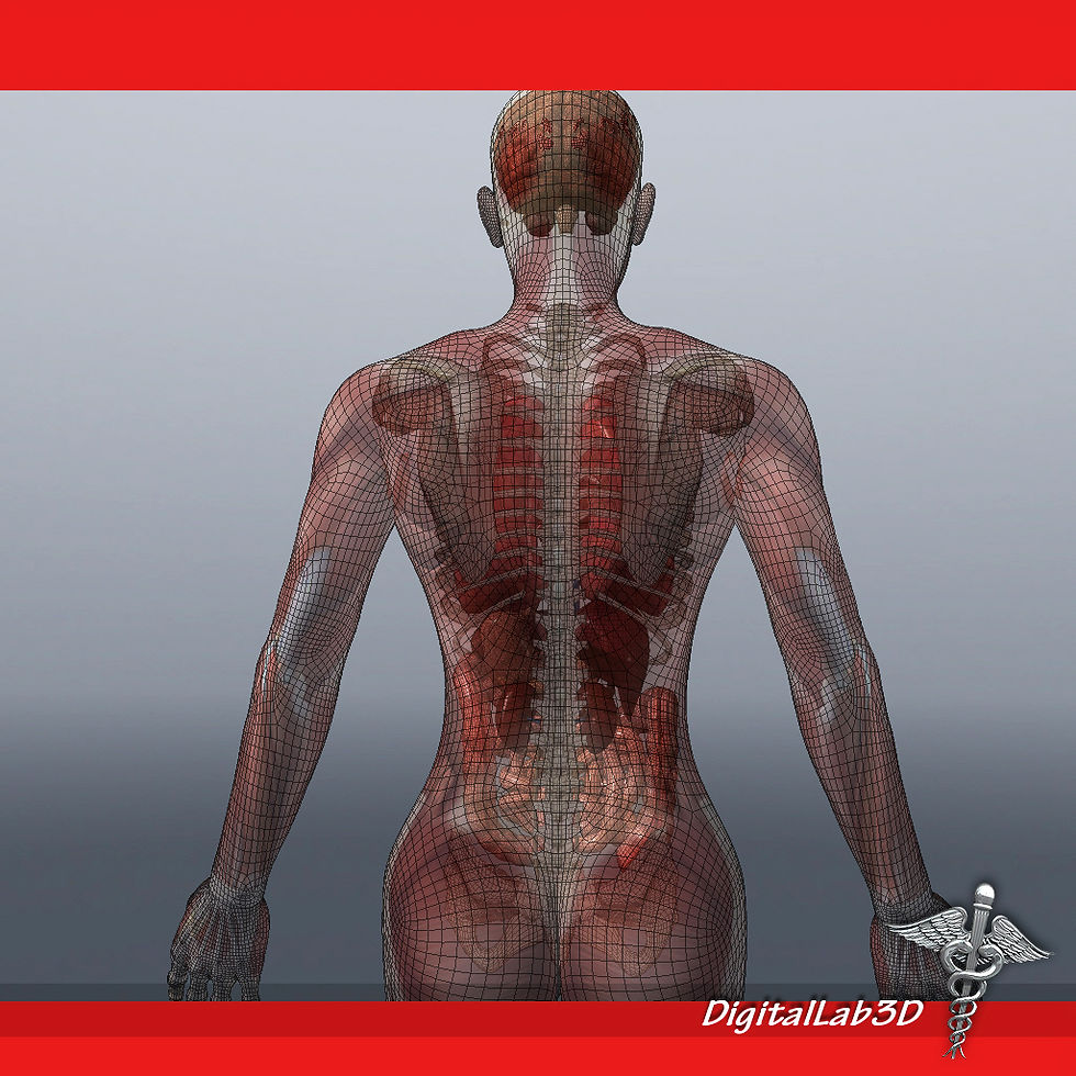 Thumbnail: Human Female Anatomy
