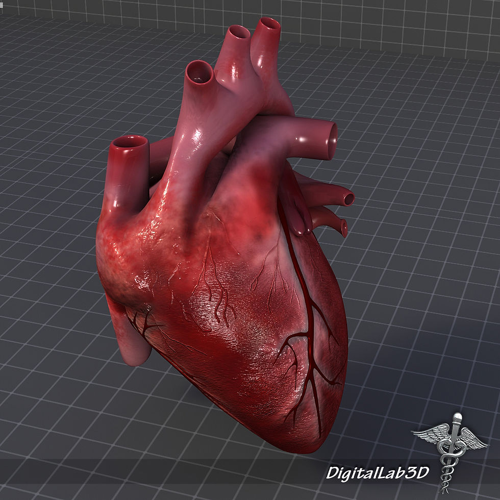Thumbnail: Human Heart Anatomy