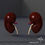 Thumbnail: Human Kidney Anatomy