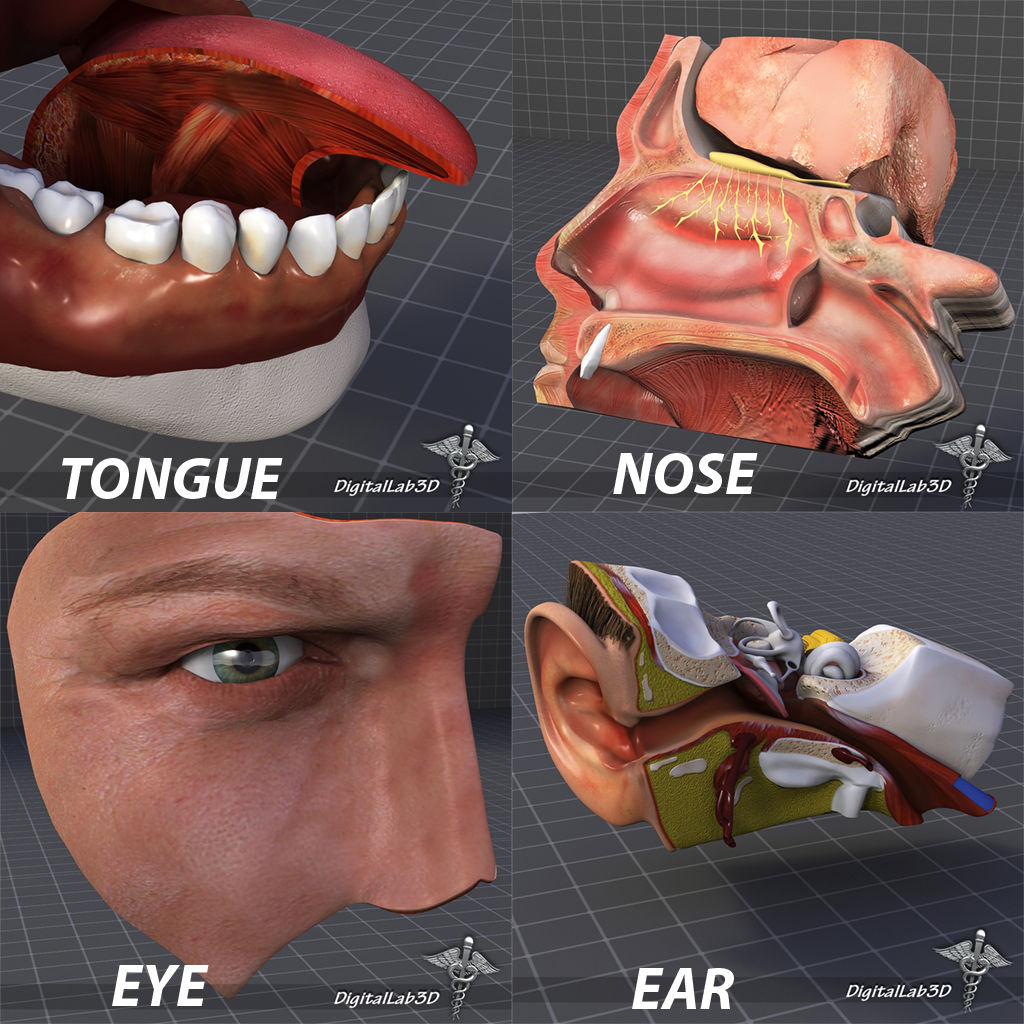 Human Four Senses