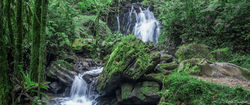 Jungle Waterfall