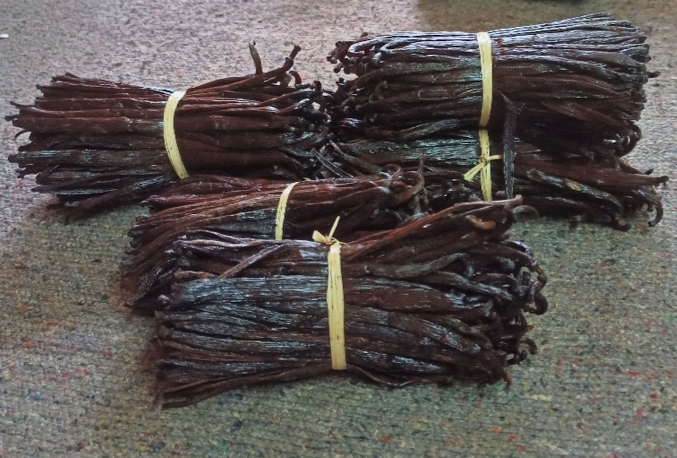 Vanille Planifolia TK Bio - 16-18 cm