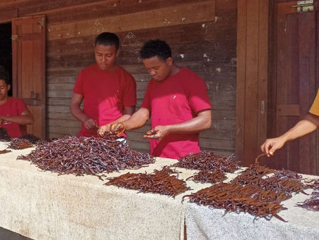 Le travail des producteurs : au cœur de la vanille Zimmermann
