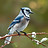 christmas bird count 2025 blue jay__.jpg
