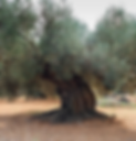 shutterstock_1916181307.png